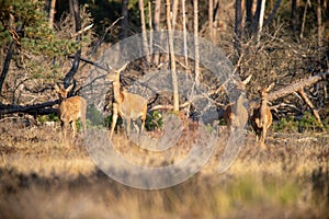 Red Deer, Deer in the Rutting season