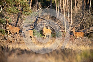 Red Deer, Deer in the Rutting season