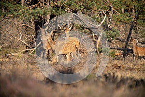 Red Deer, Deer in the Rutting season