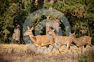 Red Deer, Deer in the Rutting season