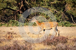 Red Deer, Deer in the Rutting season