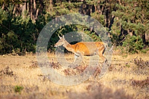 Red Deer, Deer in the Rutting season