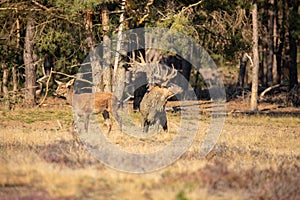 Red Deer, Deer in the Rutting season