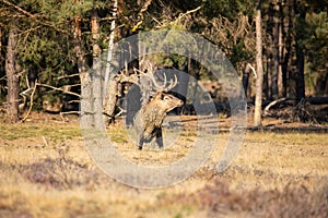 Red Deer, Deer in the Rutting season