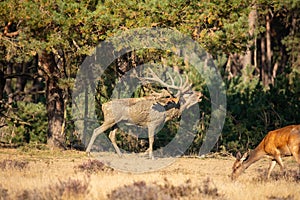 Red Deer, Deer in the Rutting season