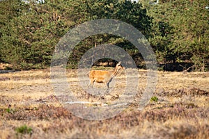 Red Deer, Deer in the Rutting season