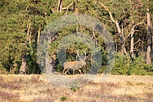 Red Deer, Deer in the Rutting season