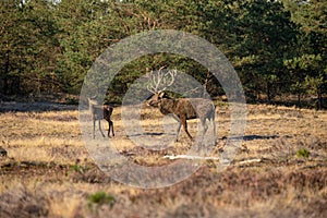 Red Deer, Deer in the Rutting season