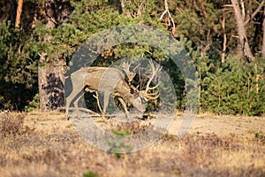 Cervo cervo solco stagione 