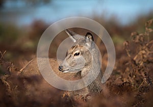 Red Deer Doe in Bracken