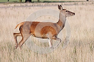 Red deer doe in Bushy Park