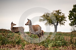 Red deer does during rutting season.