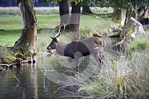 Red deer drinking