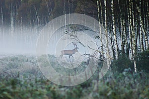 Red deer on the edge of the forest, early foggy morning during t