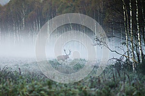 Red deer on the edge of the forest, early foggy morning during t