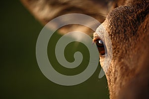 Red Deer eye photo