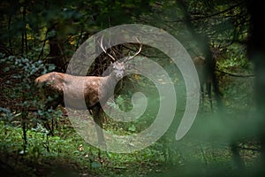 Red deer facing the camera in fresh forest in summertime