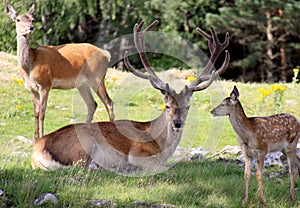 Red deer family