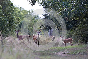 Red deer family in forest