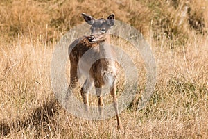 Red deer fawn