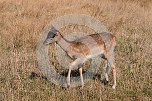 Red deer fawn on grassy meadow