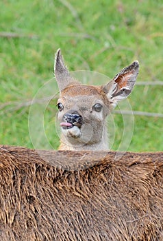 Red Deer Fawn poking out tongue photo
