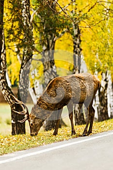 Red deer feeding on road sideline