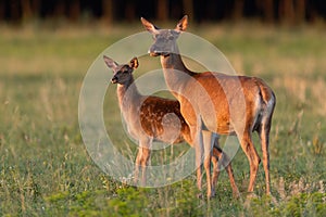 Red deer female with cub observing on grass in sunset