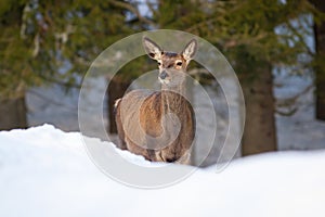 Red deer female looking in forest in winter nature