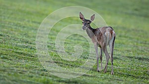 Red deer female looking over the shoulder on grassland