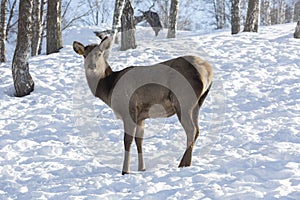 Red deer female in a pasture in winter