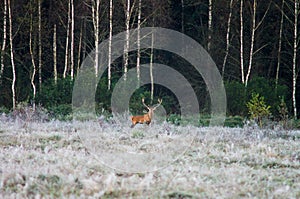 Red deer on the field early in a foggy morning during the rut. B
