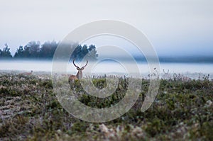 Red deer on the field early in a foggy morning during the rut. B