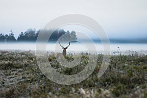 Red deer on the field early in a foggy morning during the rut. B