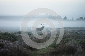 Red deer on the field early in a foggy morning during the rut. B