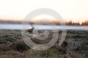 Red deer on the field early in a foggy morning during the rut. B