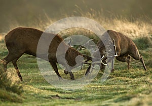 Red deer fight during the rut