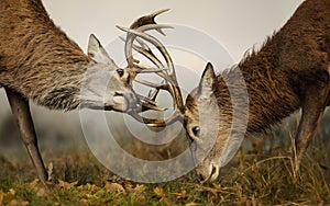 Red deer fight during the rut