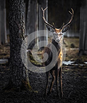 Red Deer in the forest