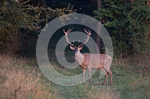 Red deer in forest