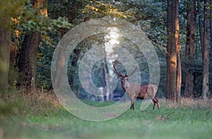 Red deer in forest