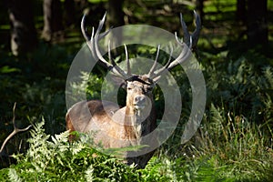 Red deer in a forest