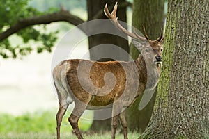 Red deer in the forest