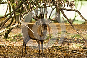 Red deer in the forest