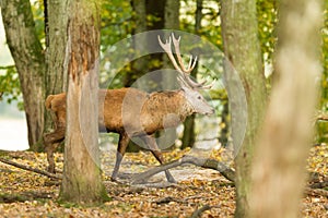 Red deer in the forest