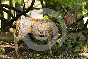 Red deer in the forest