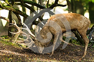 Red deer in the forest