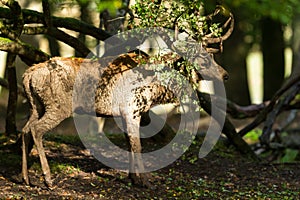 Red deer in the forest