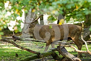 Red deer in the forest