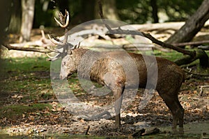 Red deer in the forest